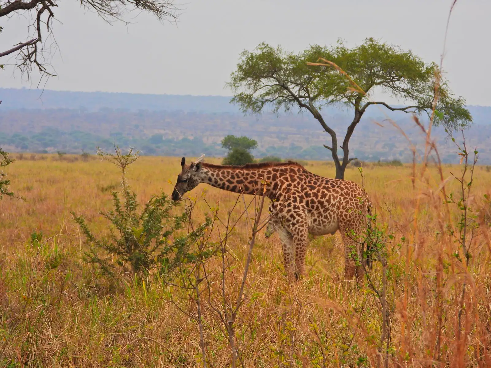 In Olkeri, our guests are enjoying authentic African flavors with the wild as their backdrop—dining doesn’t get more memorable than this.